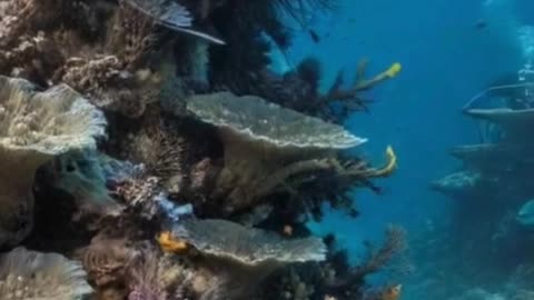 🌊 Do You Know About Palau’s “Super Corals” That Can Survive Climate Change? 🪸