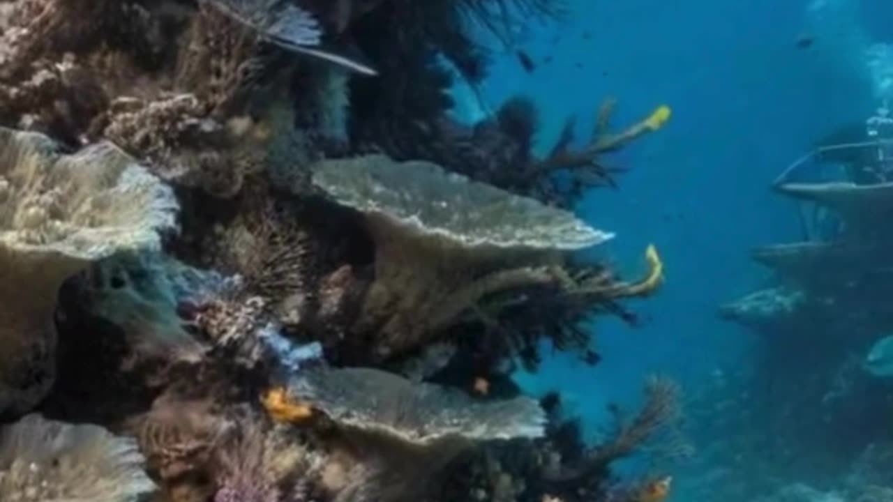 🌊 Do You Know About Palau’s “Super Corals” That Can Survive Climate Change? 🪸
