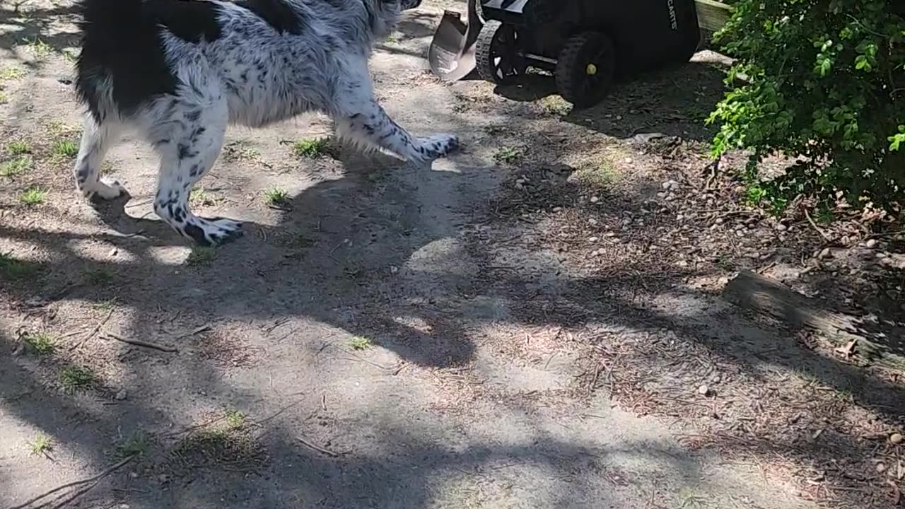Dog Barks at Mysterious Wheelbarrow