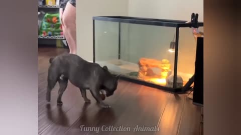 Funniest Cats & Dogs Video
