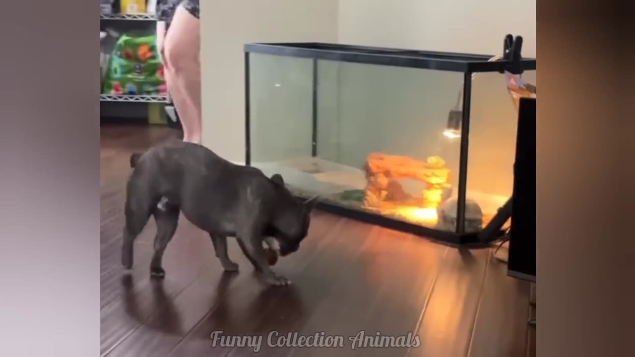 Funniest Cats & Dogs Video