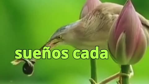 😊 167 TUS PENSAMIENTOS SON SEMILLAS, CUÍDALAS Y FLORECERÁN 😊