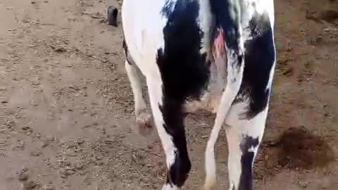beautiful cow