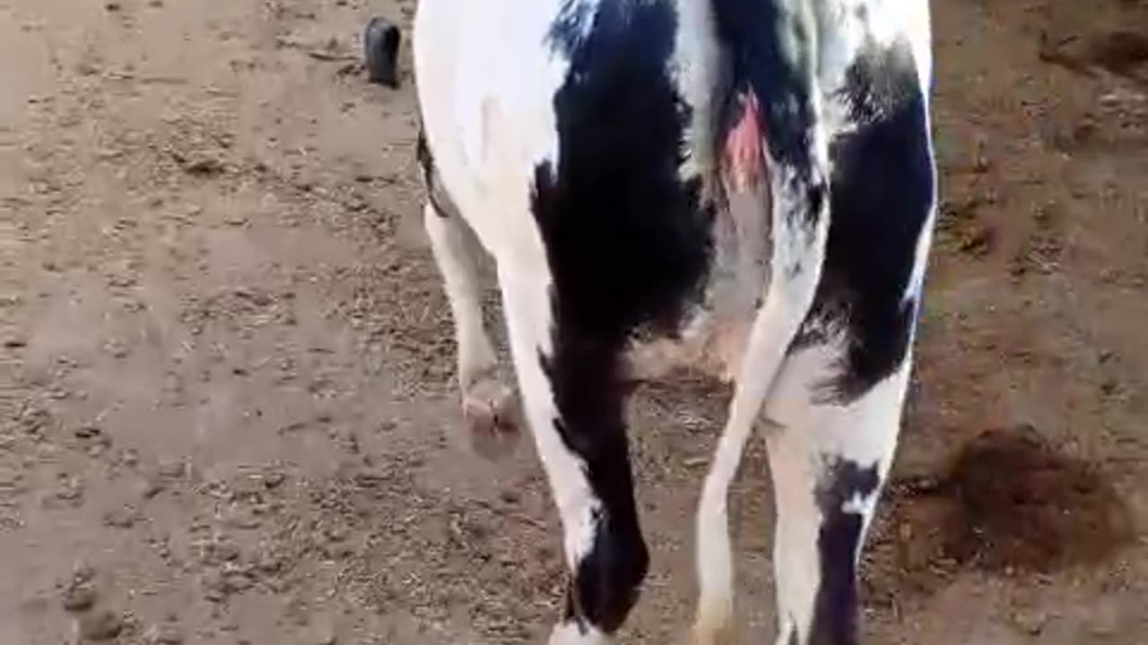 beautiful cow
