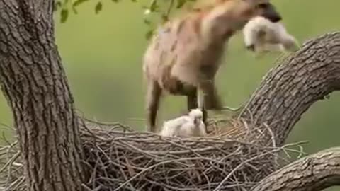 .😱😱😱 #StarsEverywhere #MarkZuckerberg #hyenalife