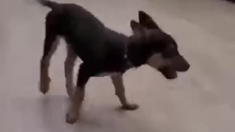 dog, cute dog, funny dog, funny animals, dog compilation, viral dog video