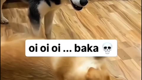 Full Dog's Comedy Videos 🤣 so cute puppies comedy videos 🤣