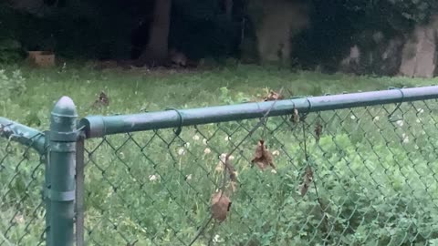 Two raccoons and a cat.