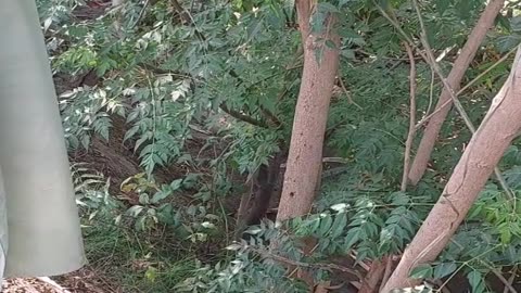 Aziz Gulzar Sarwar and Rabbit