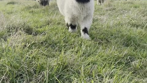 Fluffy and Happy Sheep in Yorkshire