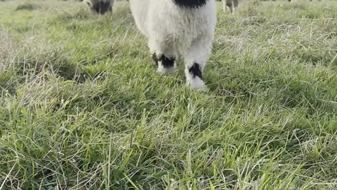 Fluffy and Happy Sheep in Yorkshire