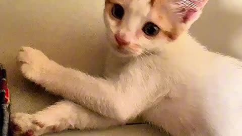 Funny cat video