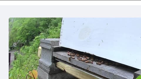 Monday Afternoon Bees in the Rain