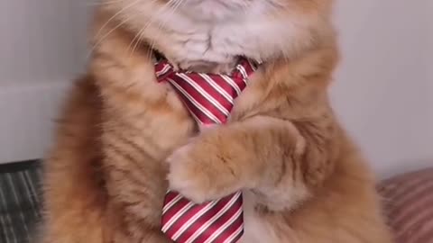 😍😍😘🔥 😍💦 FUNNY Animals and pet's💕😘 😘🔥 💕😘 😍💦 💦