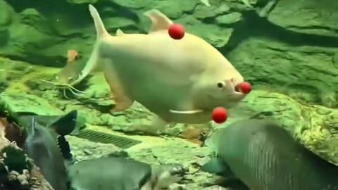 Unique world of fish 🐠🐟