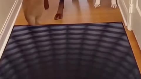 *Funny & Cute Animals*