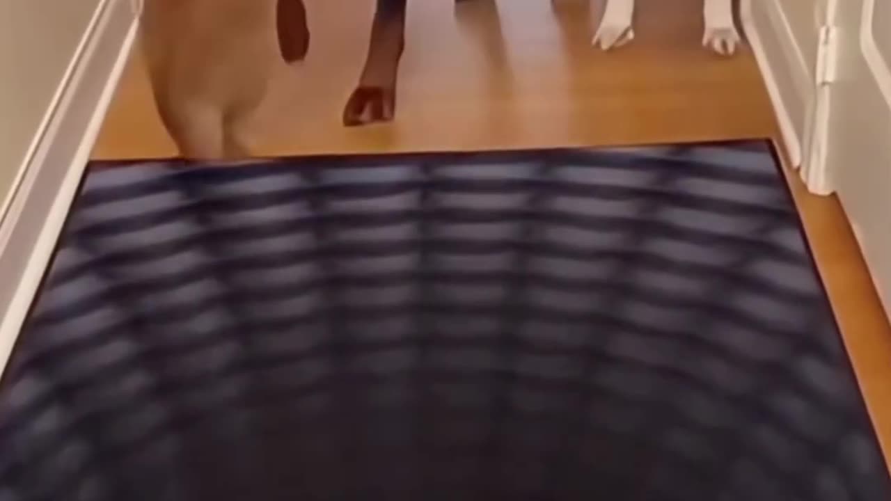 *Funny & Cute Animals*