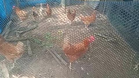 2025 0713 Chicken Update and Upgrade