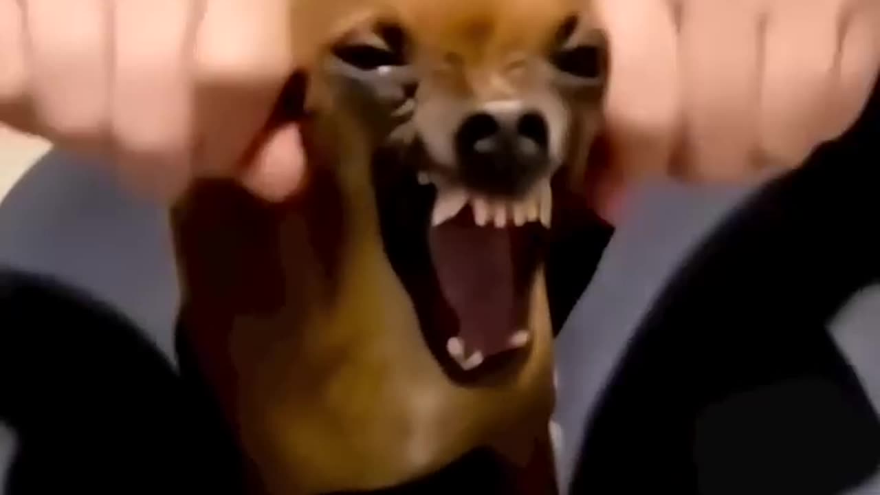 funny animals video #shortvideo