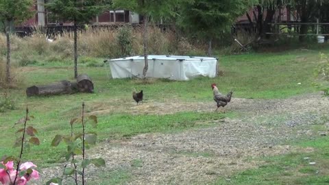 hen