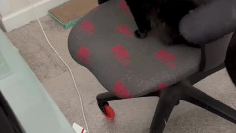 Precious Piper is Ready to Go to Work in the Office - Adopting a Cat from a Shelter Vlog #shorts