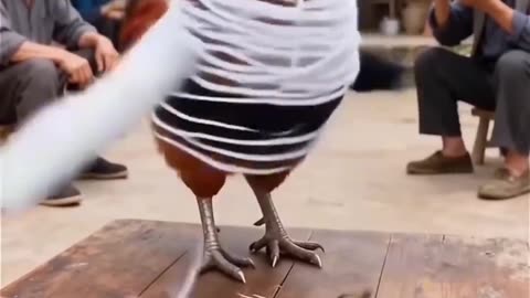 Funny Rooster knitting!