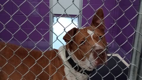 Edelweiss 6y Pet Id 948323 kennel 16 HSSAZ shelter unsure how he'd react but he did lovely2025822946