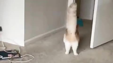 Animal funny clips | animal funny video shorts #shorts #short #viral