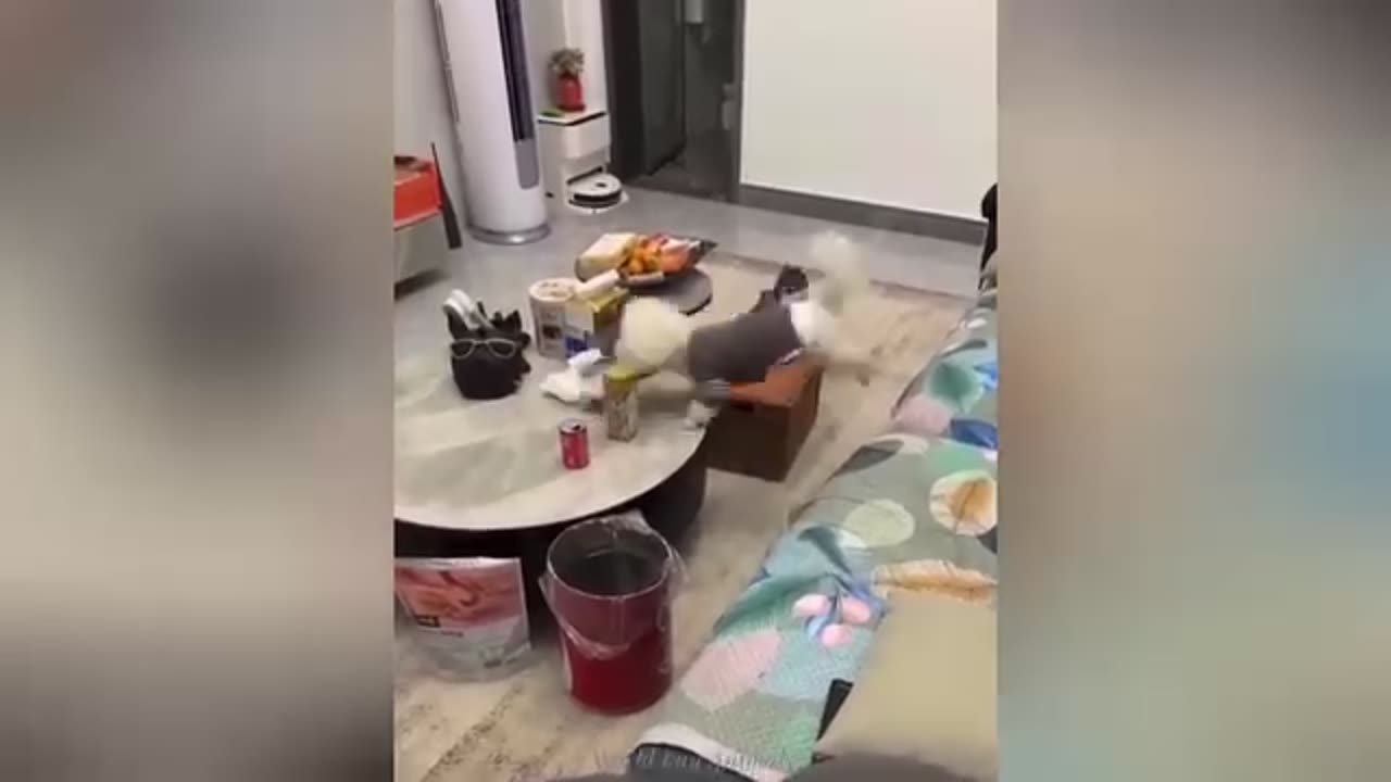 Funny animals