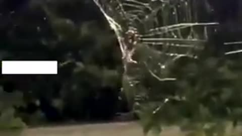 Spider takes down his web when it's raining