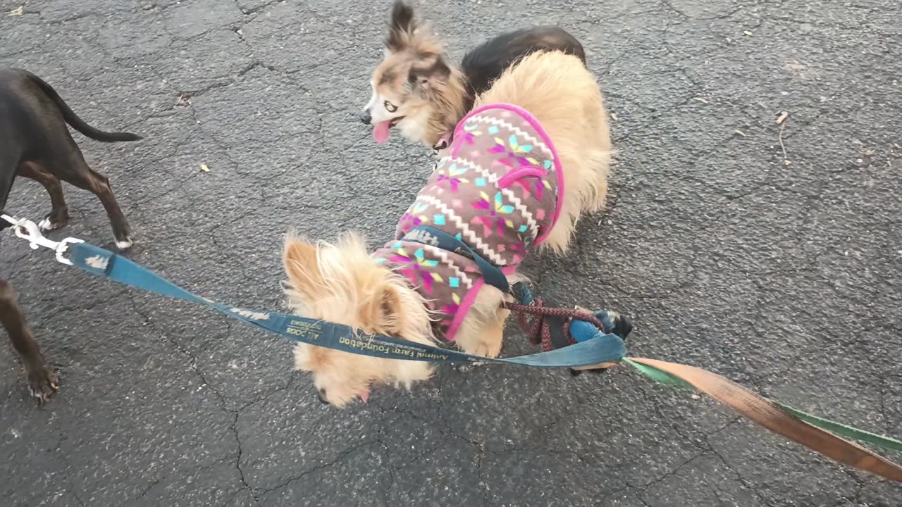 Kiko Villanova ChaCha Paco at midway rest area on doggie walk Kiko boy got all tangled up2025070827