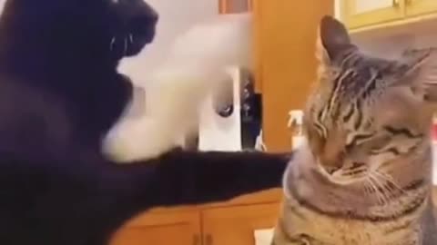 Funny animals