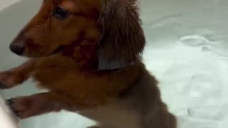 😂🐶 Cat's Got the Best Hiding Spot! | FunFM