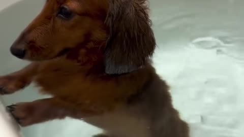 😂🐶 Cat's Got the Best Hiding Spot! | FunFM