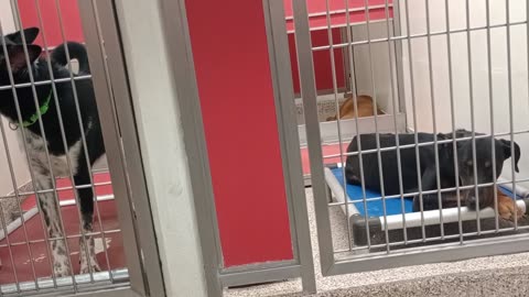 Layla-tan in kennel back 5y A726437 Bambi 11mos A869534 kennel 148 PACC shelter 911