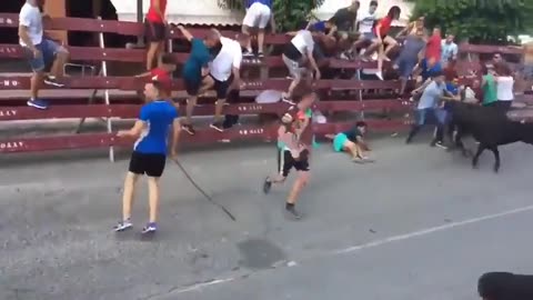Barely Survives Bull