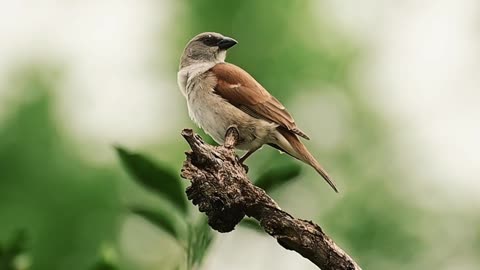 Charming Bird Perched on Tree Branch in Nature
