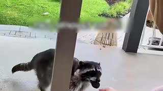 These soldiers rescued a raccoon trapped in their tank