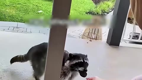 These soldiers rescued a raccoon trapped in their tank