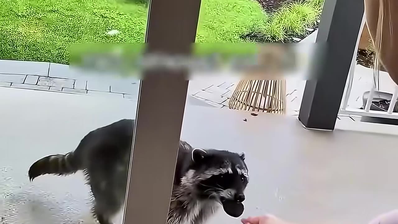 These soldiers rescued a raccoon trapped in their tank