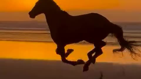 When the sunset meets the wild spirit of the horse.