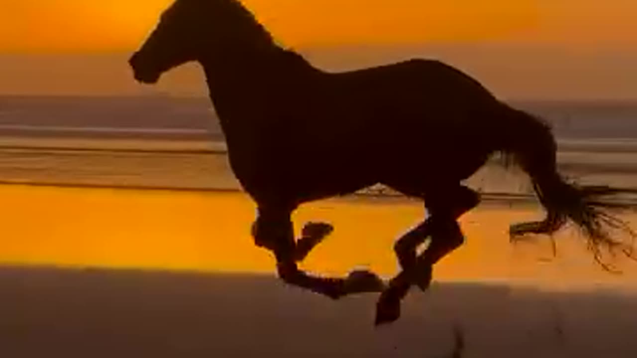 When the sunset meets the wild spirit of the horse.