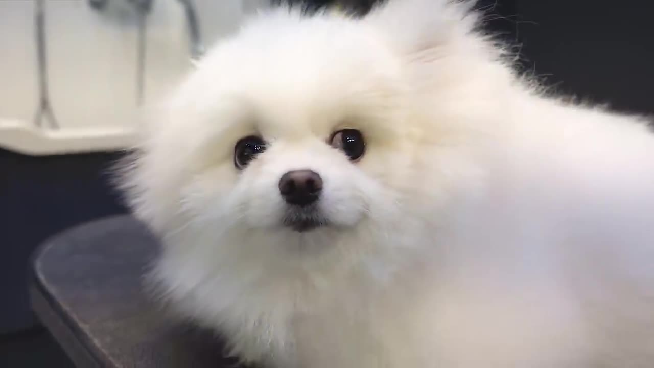 “Unlock the Hidden Language of Animals — What They’ve Been Trying to Tell You!”