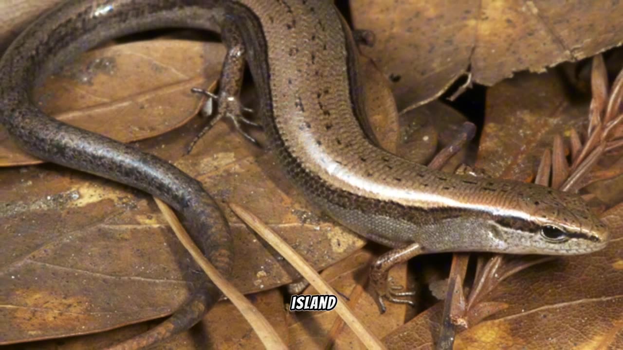 Exploring the Enigmatic Scincella lateralis: A Fascinating Forest Dweller