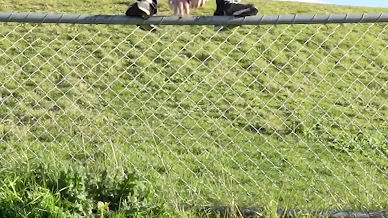 How Animals Get Over a Fence (With Emojis) 😂