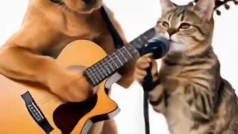 funny animals