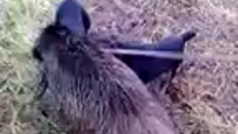 Jagdterriers tear apart boar