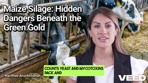 Maize Silage:Hidden Dangers Beneath the Green Gold