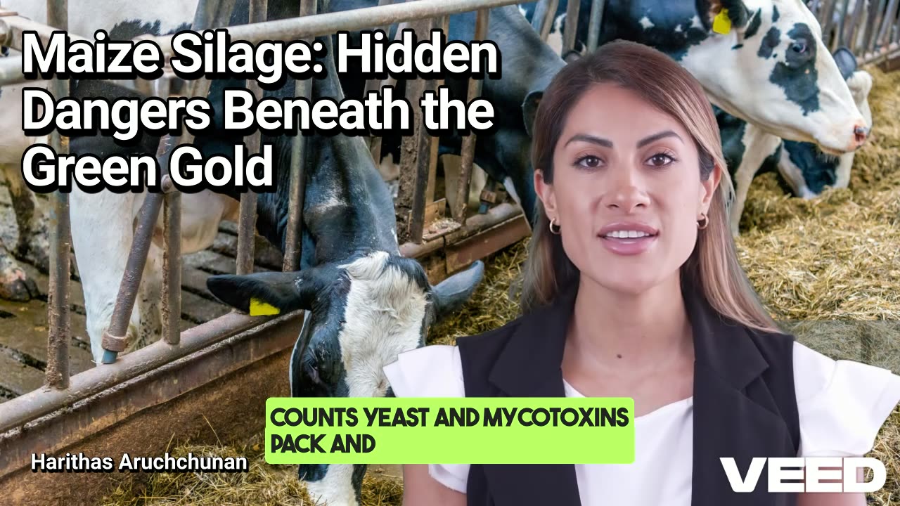 Maize Silage:Hidden Dangers Beneath the Green Gold