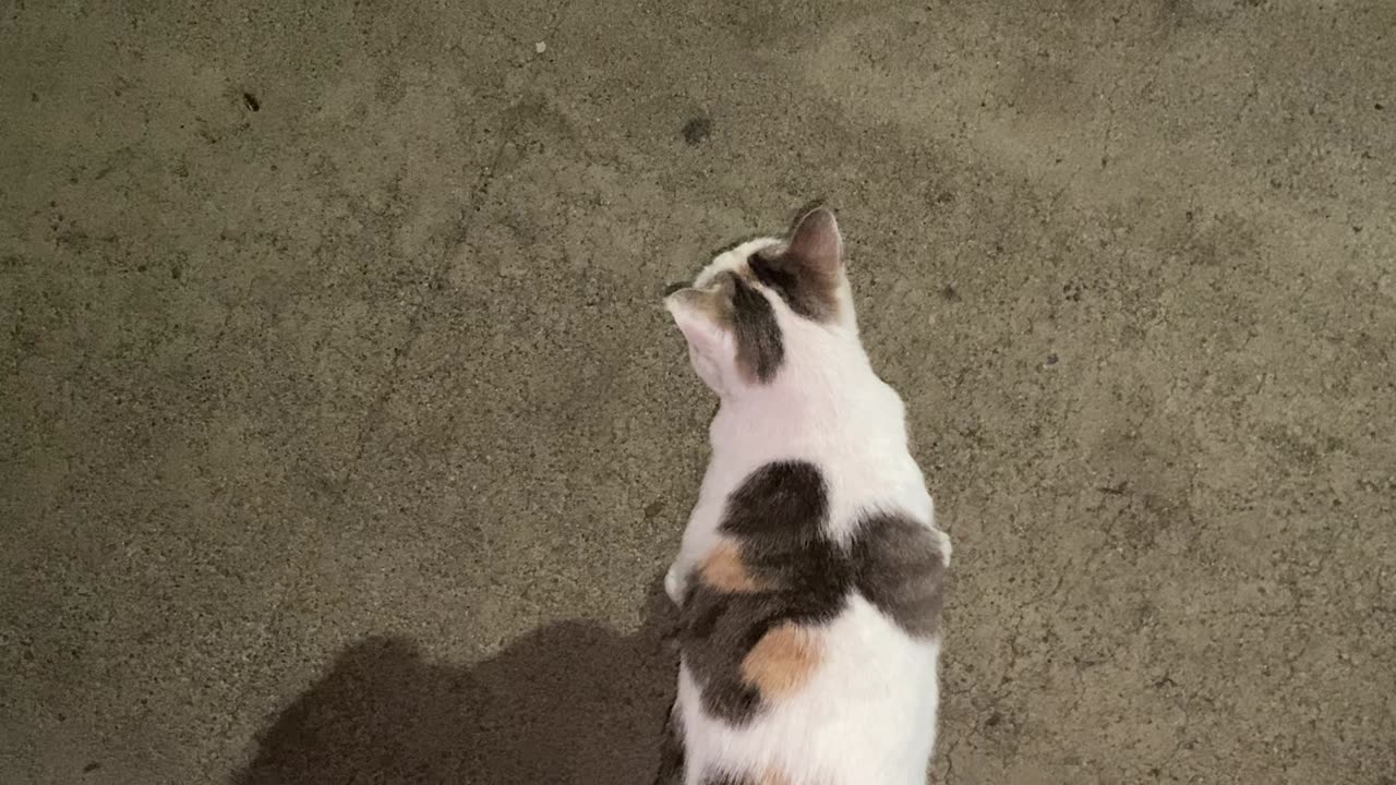 I’m recording the cat around me during last month March 25 2025